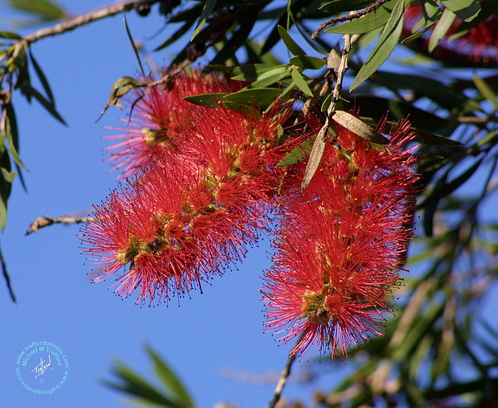 Bottle Brush 9R034D-007.JPG